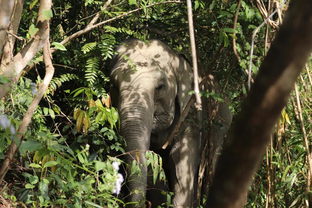Ethical Elephant Encounters