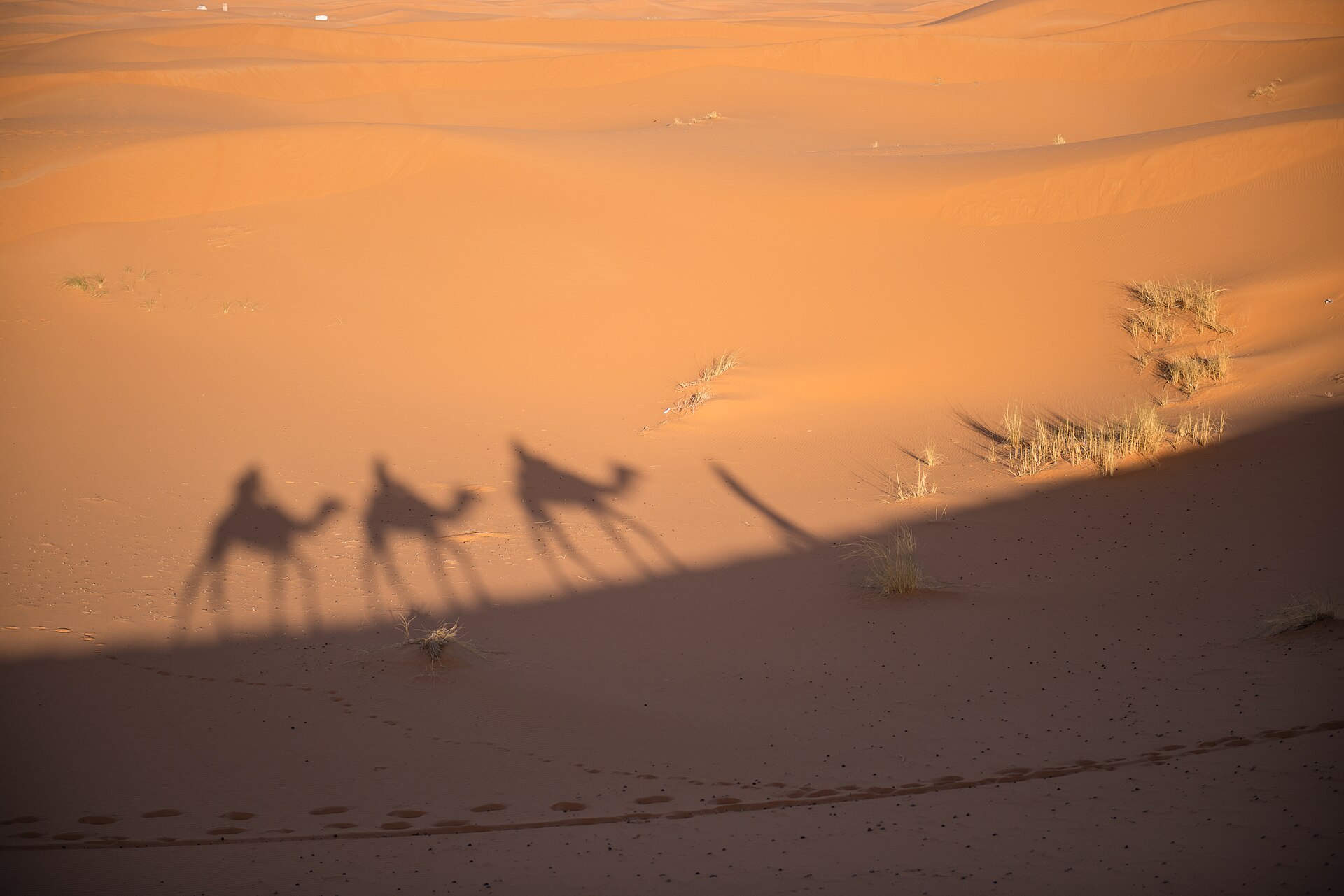 Randonnée à dos de dromadaire à Erg Chebbi