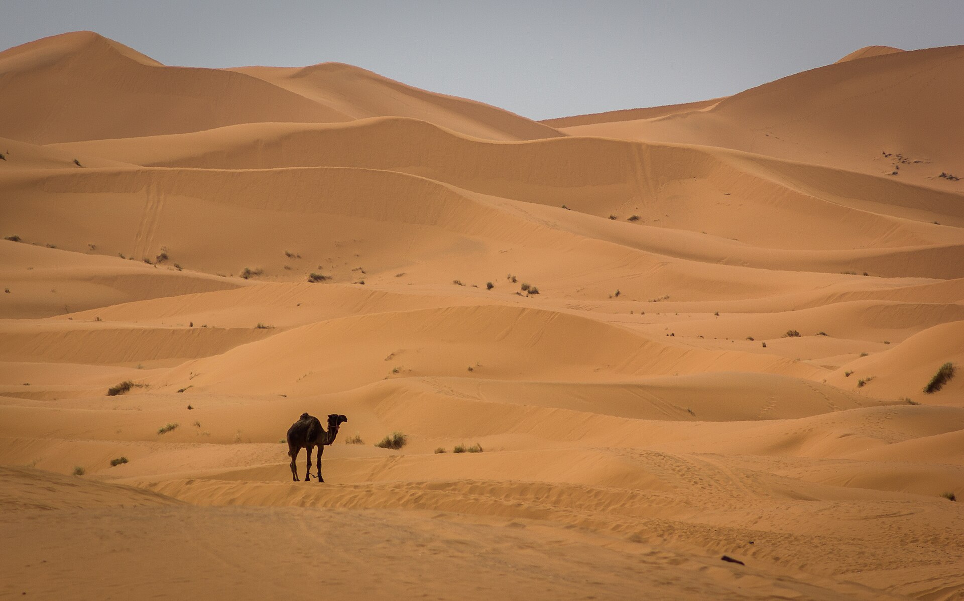 Erg Chebbi